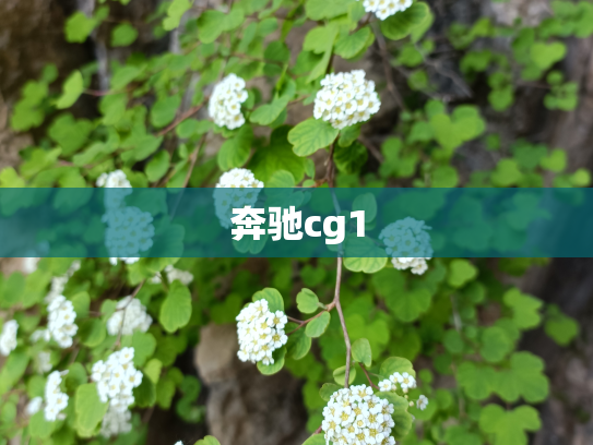 奔驰cg1