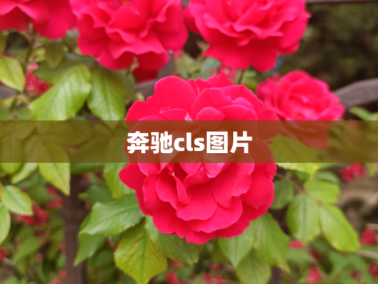 奔驰cls图片