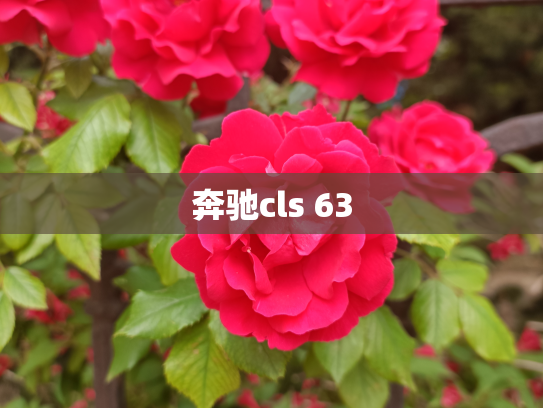 奔驰cls 63