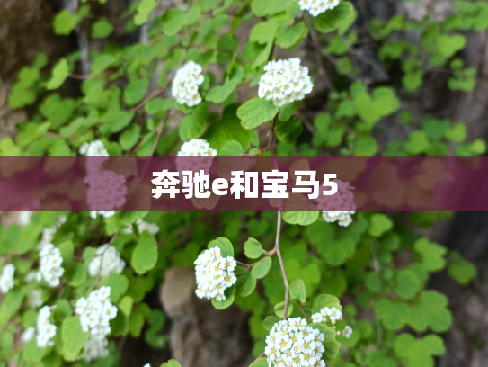 奔驰e和宝马5