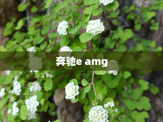 奔驰e amg