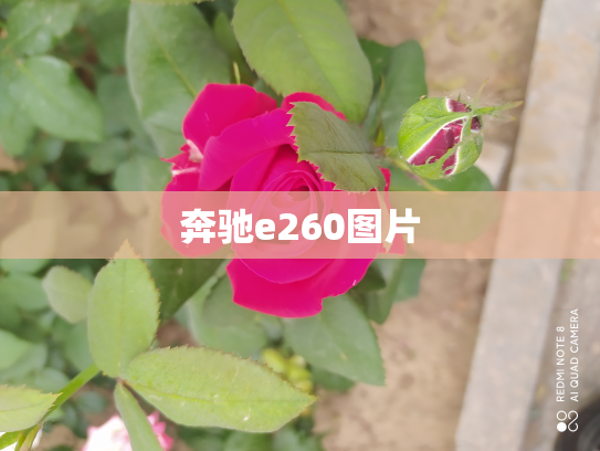 奔驰e260图片