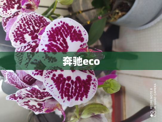奔驰eco
