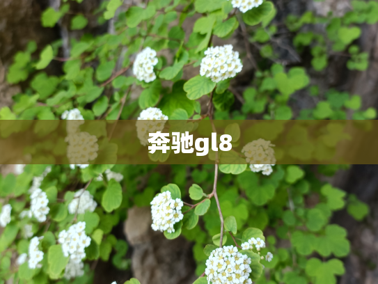奔驰gl8
