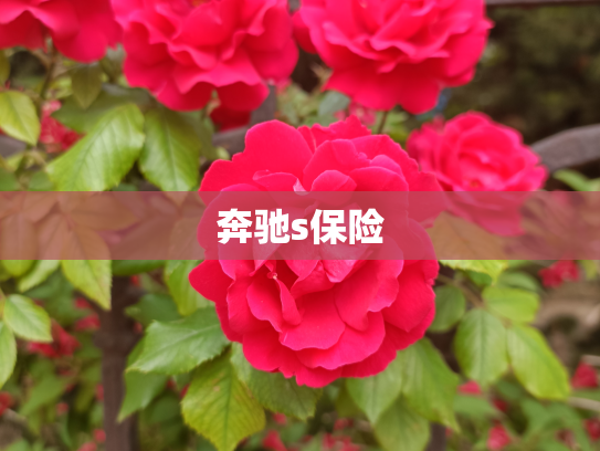 奔驰s保险