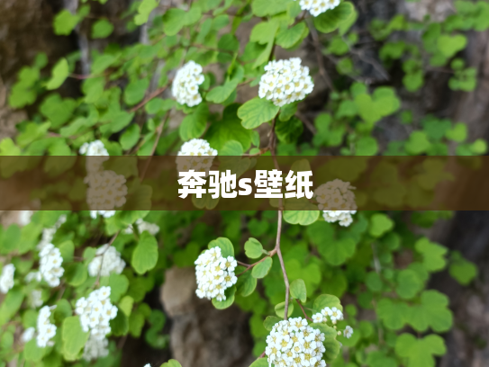 奔驰s壁纸