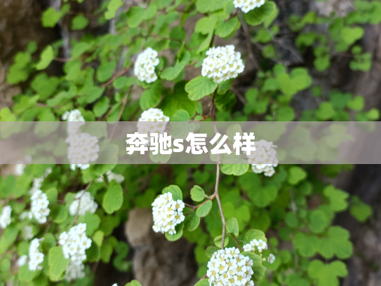 奔驰s怎么样