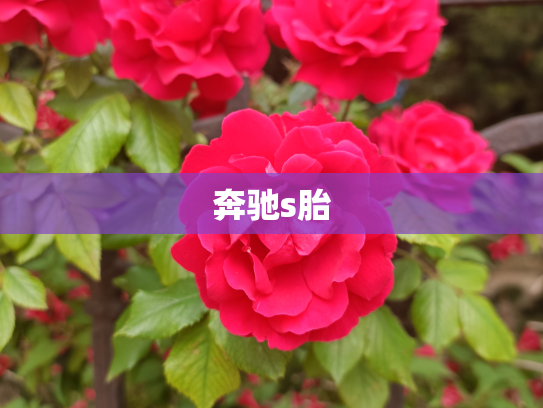 奔驰s胎