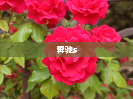 奔驰s