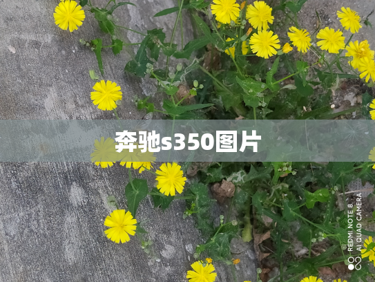 奔驰s350图片