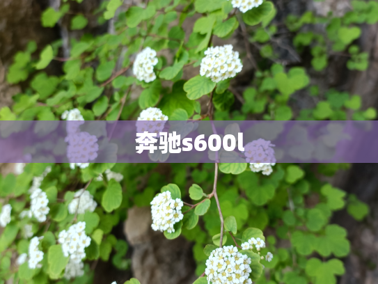 奔驰s600l