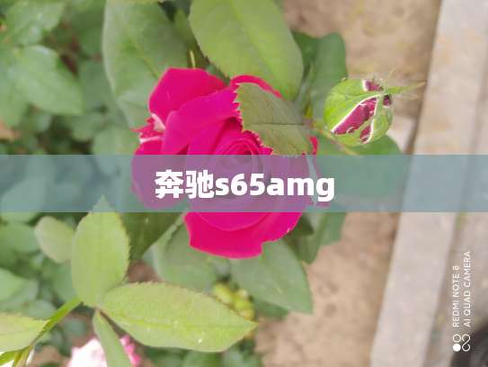 奔驰s65amg