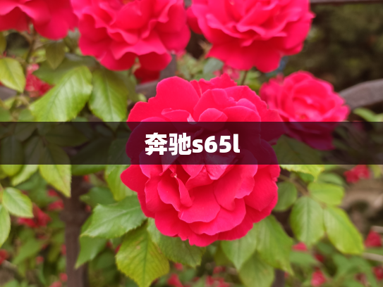 奔驰s65l