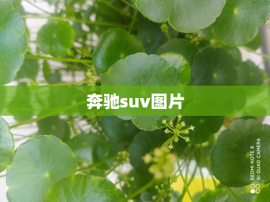 奔驰suv图片