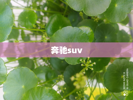 奔驰suv
