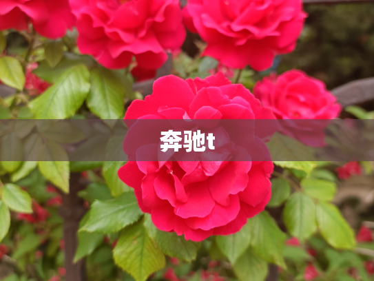 奔驰t