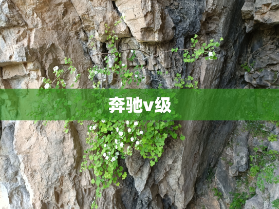 奔驰v级