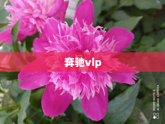 奔驰vip