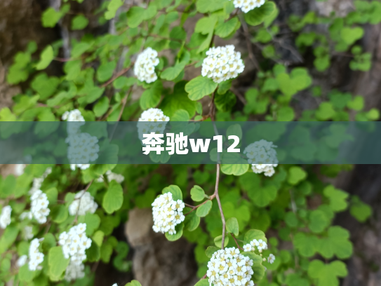 奔驰w12