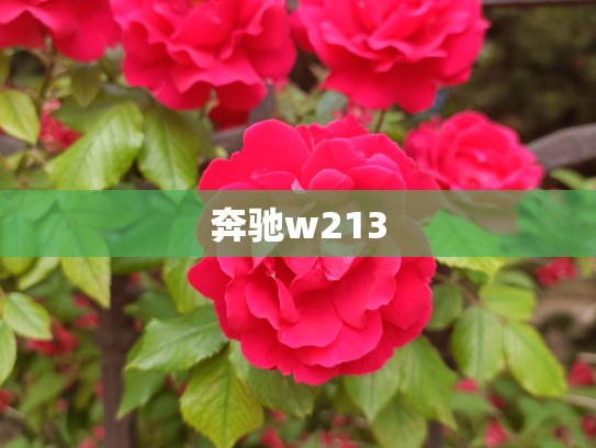 奔驰w213