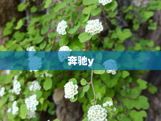 奔驰y