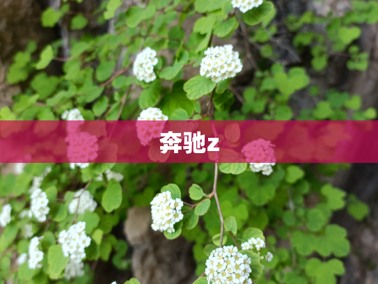 奔驰z