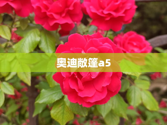 奥迪敞篷a5