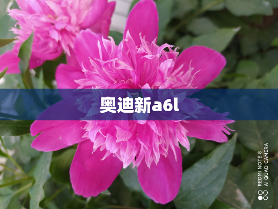 奥迪新a6l