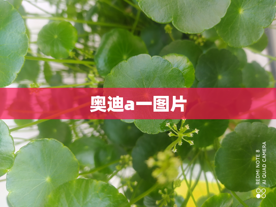 奥迪a一图片