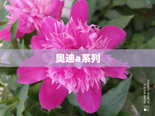 奥迪a系列