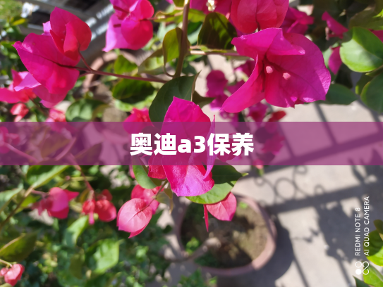 奥迪a3保养