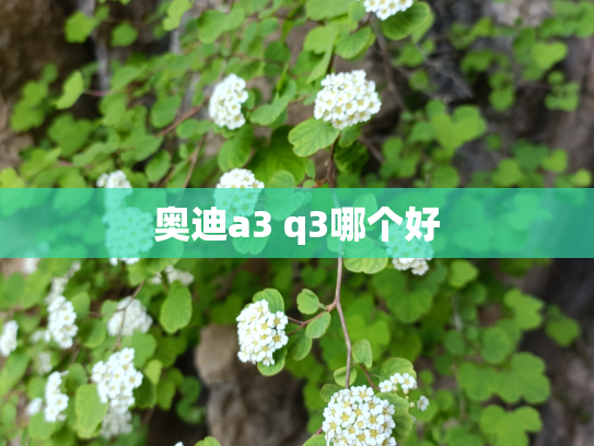 奥迪a3 q3哪个好