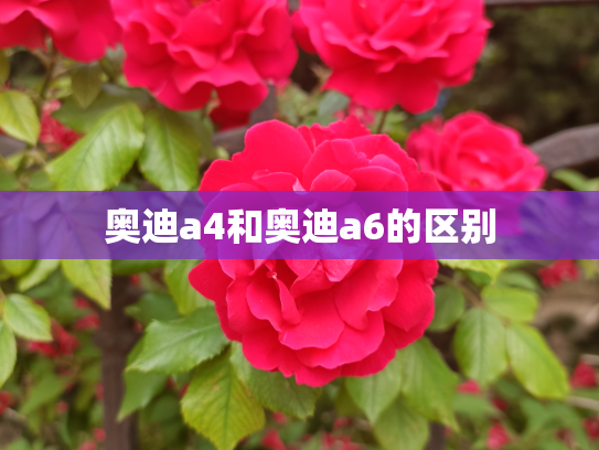 奥迪a4和奥迪a6的区别