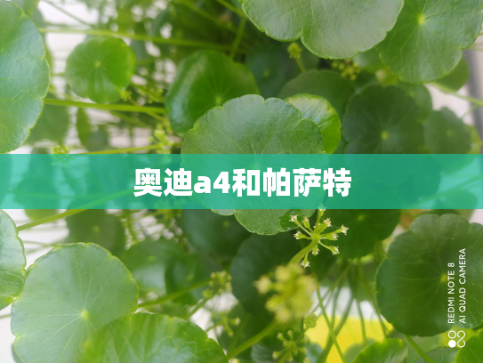 奥迪a4和帕萨特