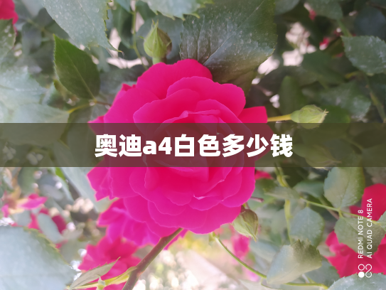 奥迪a4白色多少钱