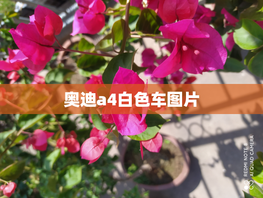 奥迪a4白色车图片