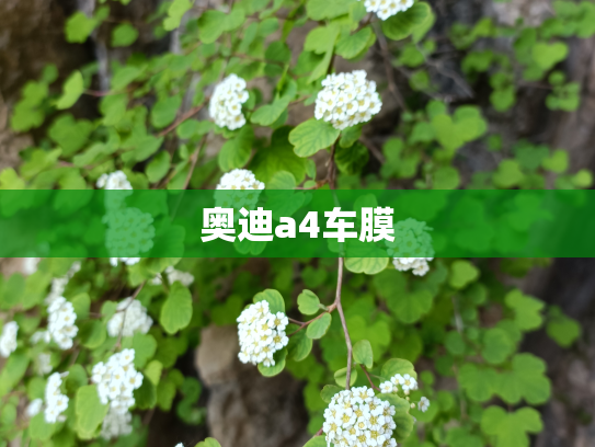 奥迪a4车膜