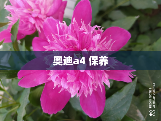 奥迪a4 保养