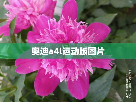 奥迪a4l运动版图片