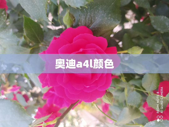 奥迪a4l颜色
