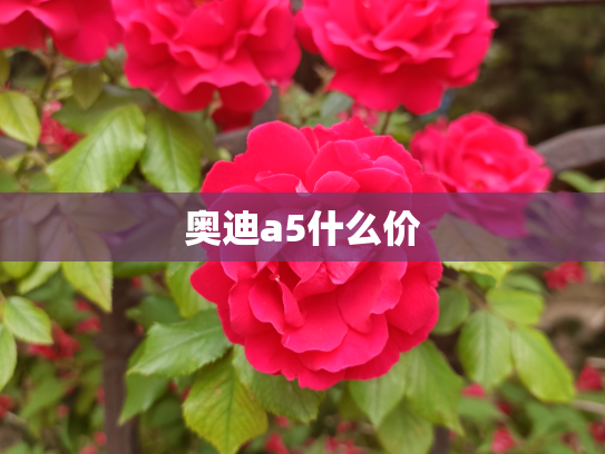 奥迪a5什么价
