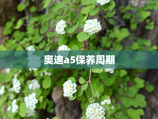 奥迪a5保养周期