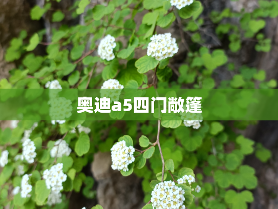 奥迪a5四门敞篷