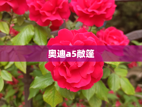 奥迪a5敞篷