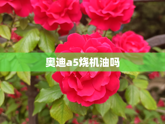 奥迪a5烧机油吗