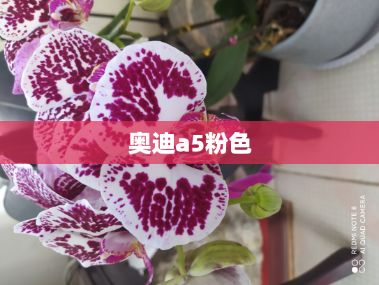 奥迪a5粉色