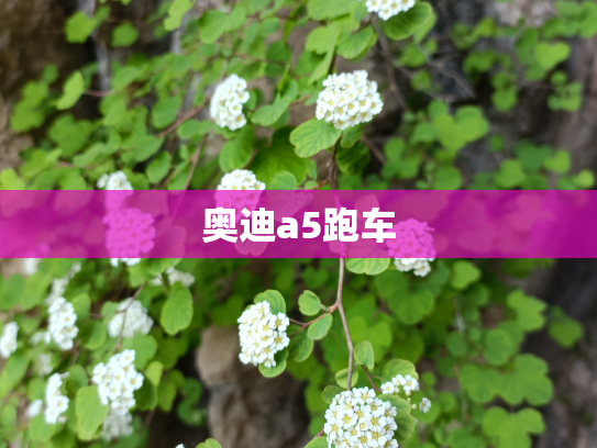 奥迪a5跑车