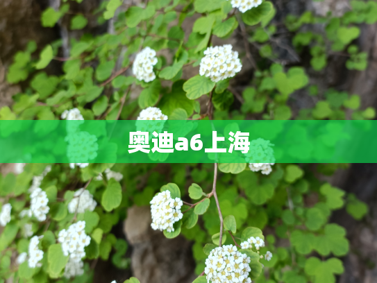 奥迪a6上海