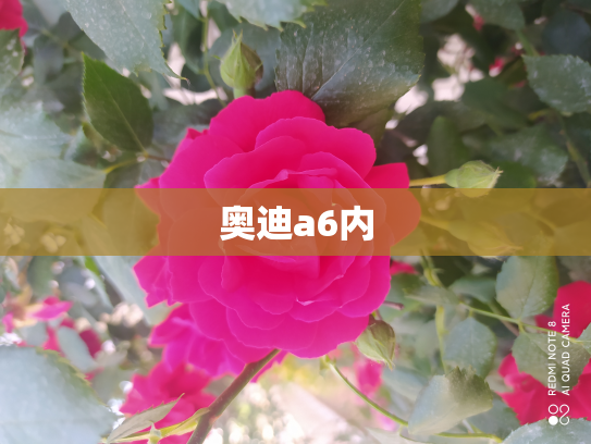 奥迪a6内