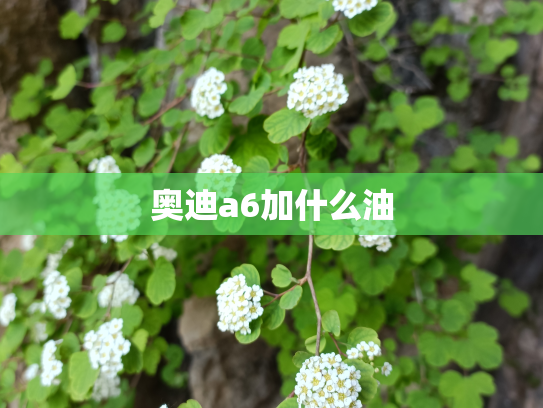 奥迪a6加什么油